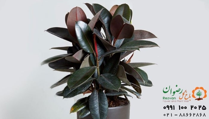 عکس انواع گل آپارتمانی با اسم گیاه فیکوس