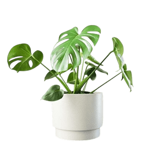 Fig Leaf Plant گل برگ انجیری