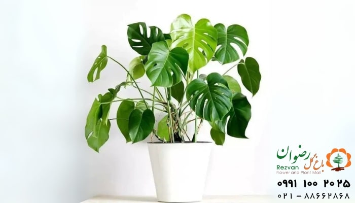 عکس انواع گل آپارتمانی با اسم برگ انجیری