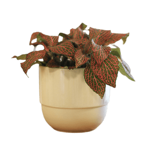 Fittonia flower گل فیتونیا