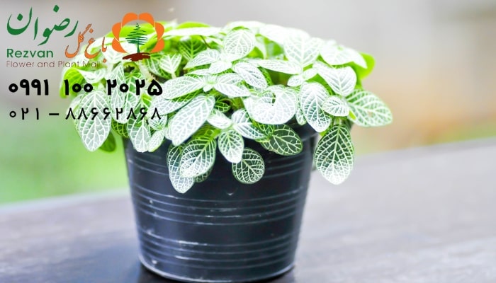 عکس انواع گل آپارتمانی با اسم فیتونیا