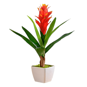 Guzmania flower عکس انواع گل آپارتمانی با اسم