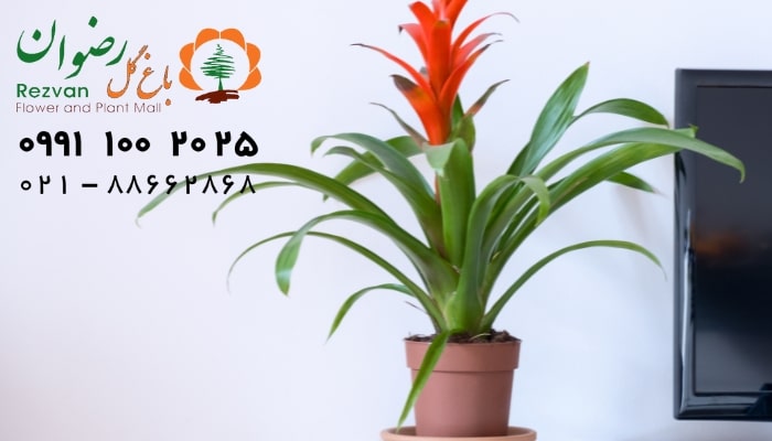 عکس انواع گل آپارتمانی با اسم گیاه گازمانیا