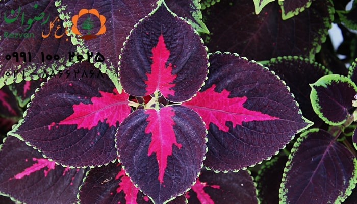 عکس انواع گل آپارتمانی با اسم گیاه حسن یوسف