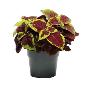 Hassan Yousef عکس انواع گل آپارتمانی با اسم