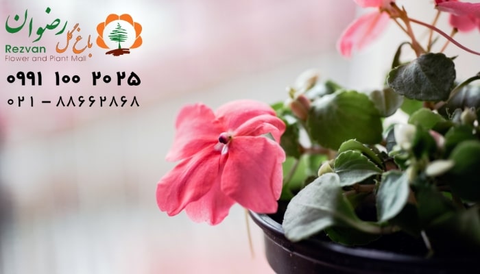 عکس انواع گل آپارتمانی با اسم گل حنا