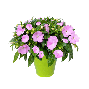 Henna flower گل حنا