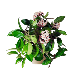 Hoya flower عکس انواع گل آپارتمانی با اسم