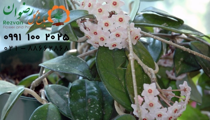 عکس انواع گل آپارتمانی با اسم گل هویا