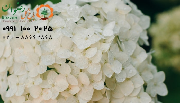 عکس انواع گل آپارتمانی با اسم گل ادریسی