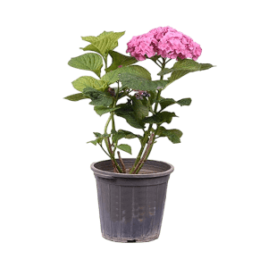 Hydrangea گل ادریسی