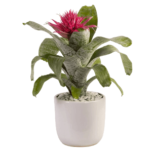 Ichthyaceae flower گل ایکمیا