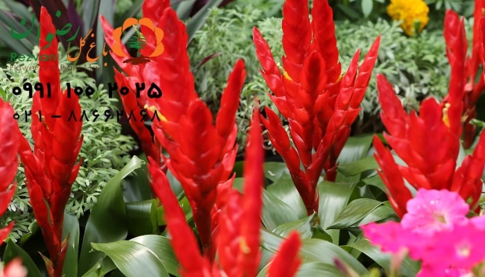 عکس انواع گل آپارتمانی با اسم گیاه ایکمیا