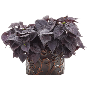 Ipomoea flower گل ایپومیا