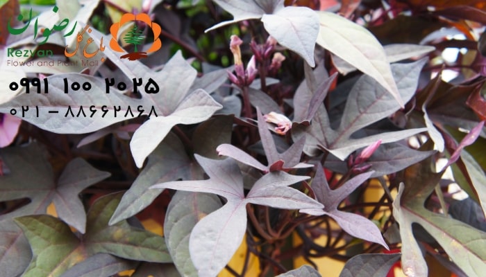 عکس انواع گل آپارتمانی با اسم گیاه ایپومیا