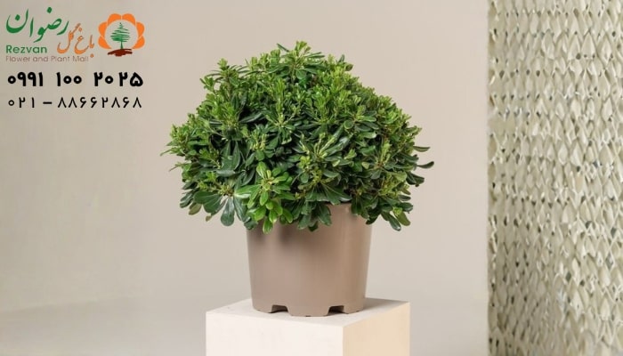 عکس انواع گل آپارتمانی با اسم میخک ژاپنی