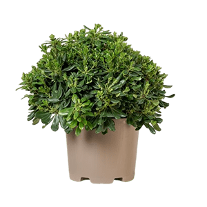 Japanese carnation میخک ژاپنی