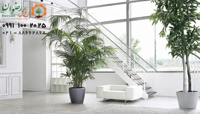 عکس انواع گل آپارتمانی با اسم نخل کنتیا