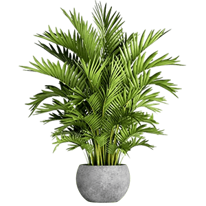 Kentia palm نخل کنتیا