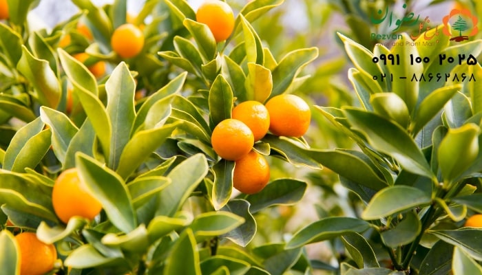 عکس انواع گل آپارتمانی با اسم گیاه کامکوآت