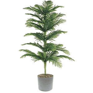 Landscaping pine plant گل کاج مطبق