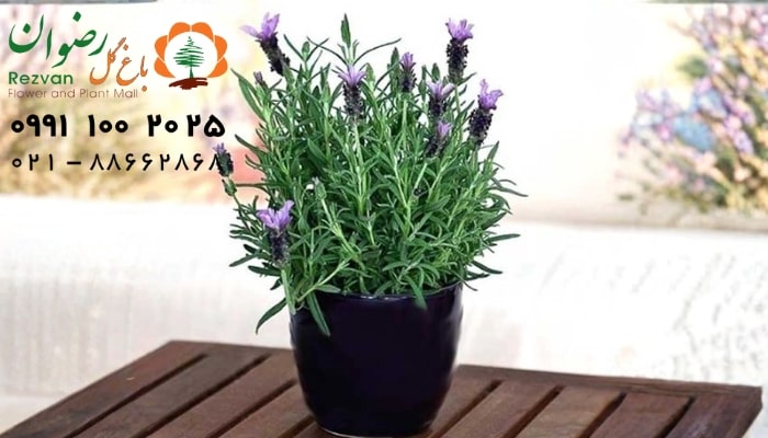 عکس انواع گل آپارتمانی با اسم گیاه اسطوخودوس