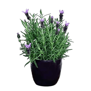Lavender plant عکس انواع گل آپارتمانی با اسم