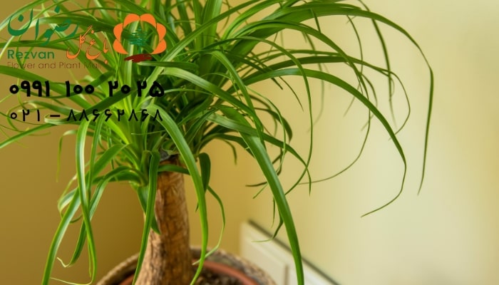 عکس انواع گل آپارتمانی با اسم لیندا