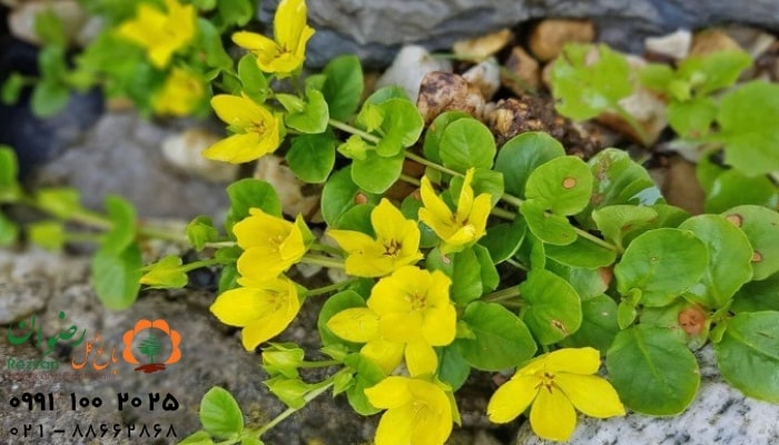 عکس انواع گل آپارتمانی با اسم گیاه لیزوماکیا