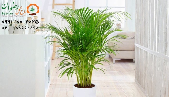 عکس انواع گل آپارتمانی با اسم نخل مرداب