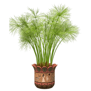 Marsh palm نخل مرداب