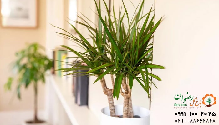 عکس انواع گل آپارتمانی با اسم گیاه پیله موآ