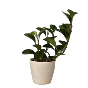 Nematanthus plant گیاه نماتانتوس