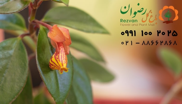 عکس انواع گل آپارتمانی با اسم گیاه نماتانتوس