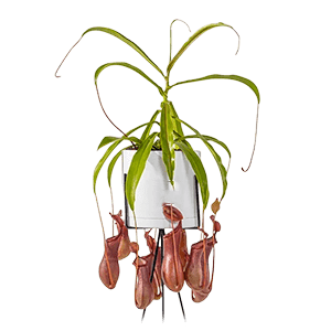 Nepenthes flower گل نپنتس
