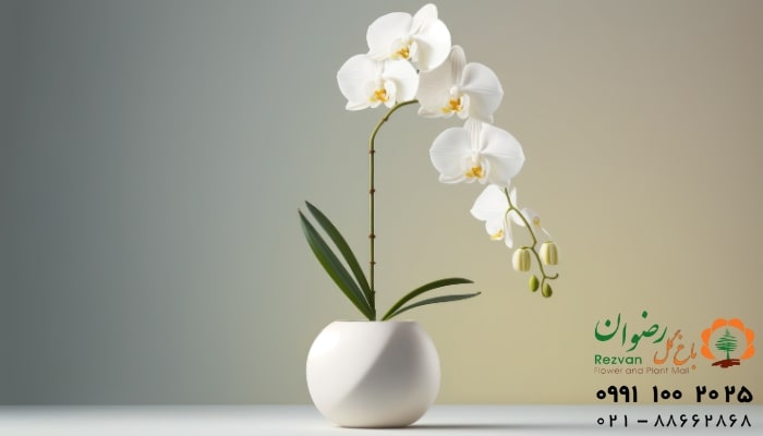 عکس انواع گل آپارتمانی با اسم گل ارکیده