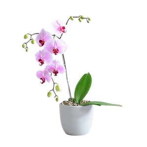 Orchid گل ارکیده