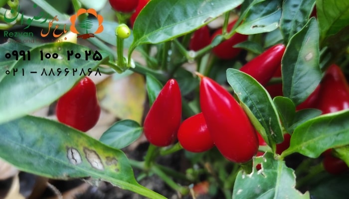 عکس انواع گل آپارتمانی با اسم گیاه فلفل زینتی