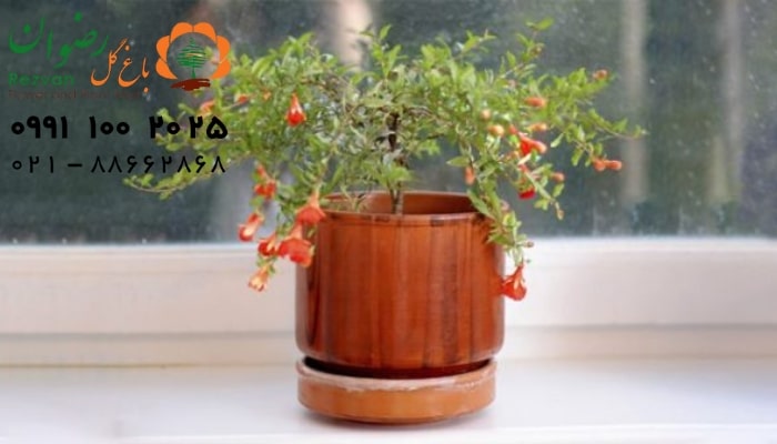 عکس انواع گل آپارتمانی با اسم انار زینتی