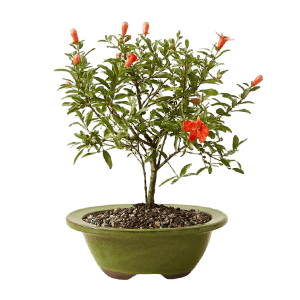 Ornamental pomegranate عکس انواع گل آپارتمانی با اسم