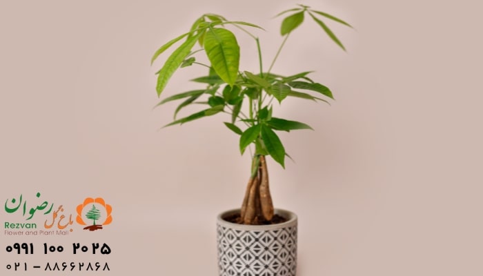 عکس انواع گل آپارتمانی با اسم گیاه پاچیرا