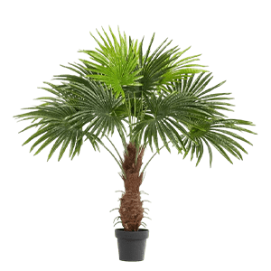 Palm tree عکس انواع گل آپارتمانی با اسم