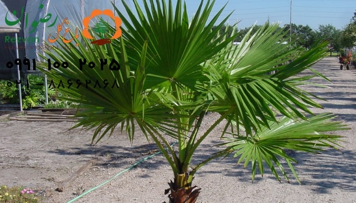 عکس انواع گل آپارتمانی با اسم نخل پالم