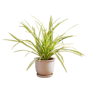 Pandanus flower گل پاندانوس