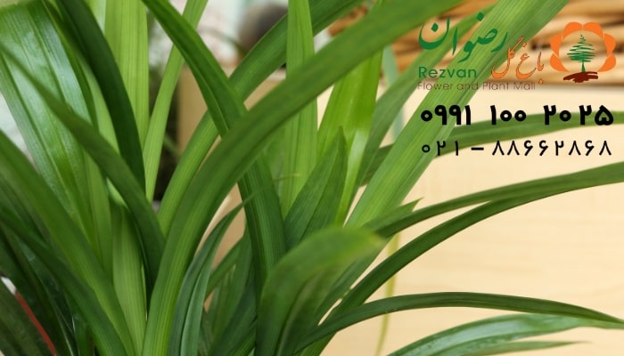 عکس انواع گل آپارتمانی با اسم گیاه پاندانوس