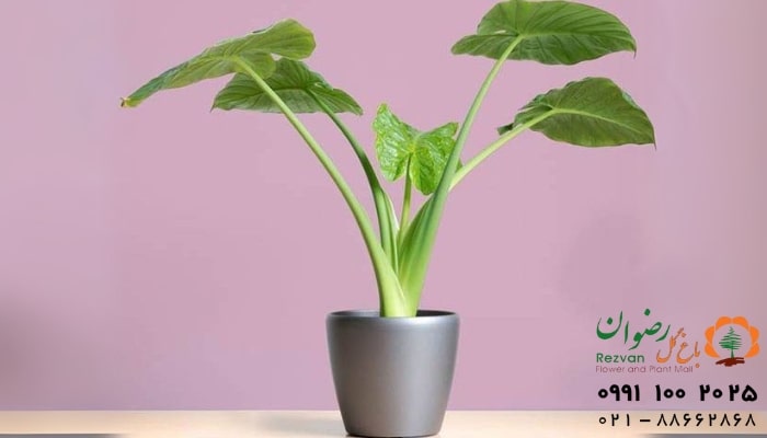 عکس انواع گل آپارتمانی با اسم گیاه بابا آدم