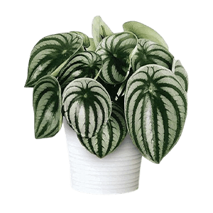 Peperomia flower گل پپرومیا