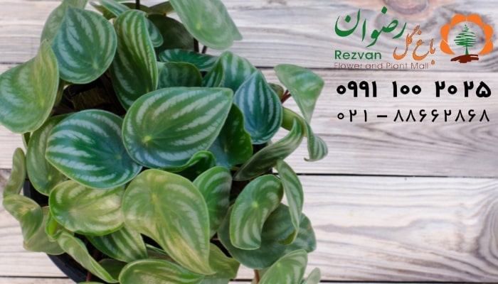 عکس انواع گل آپارتمانی با اسم گیاه پپرومیا