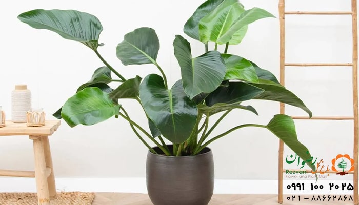 عکس انواع گل آپارتمانی با اسم فیلودندرون