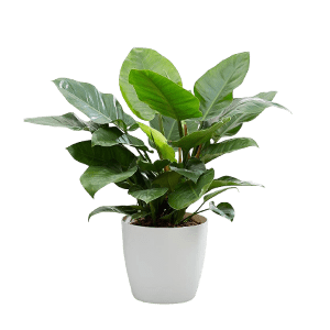 Philodendron فیلودندرون